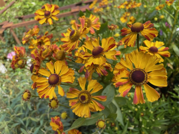 Sonnenbraut"Rauchtopas"(Helenium "Rauchtopas")